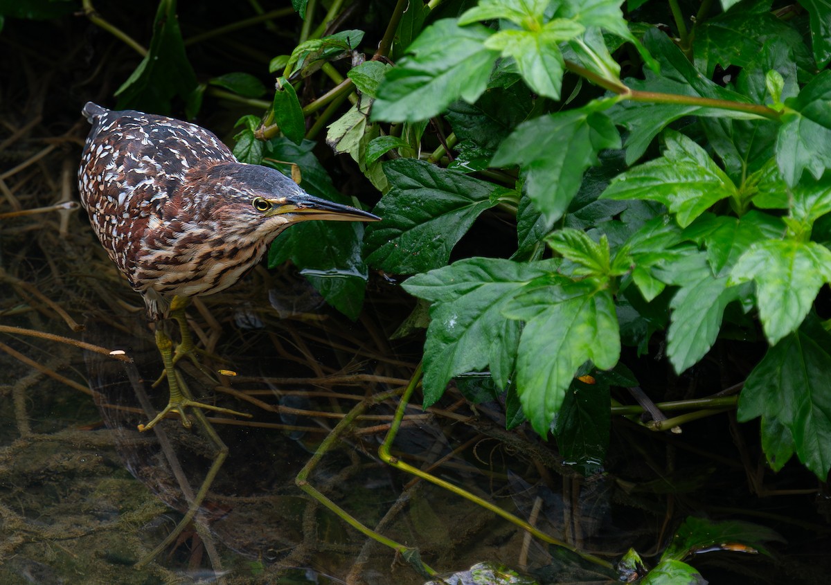 Schrenck's Bittern - ML639973980
