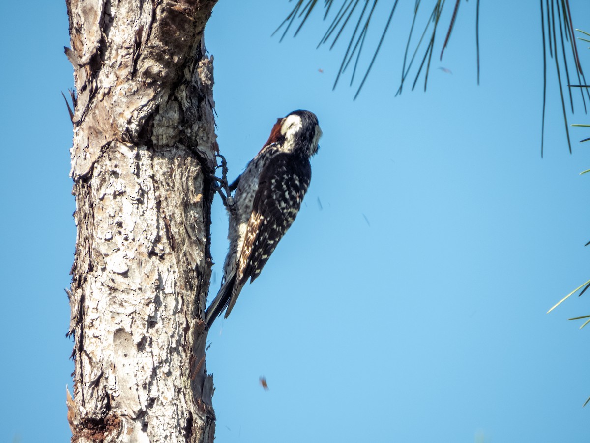 Red-cockaded Woodpecker - ML639974004
