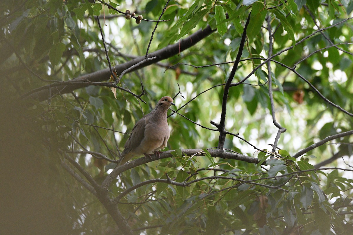 Mourning Dove - ML639974013