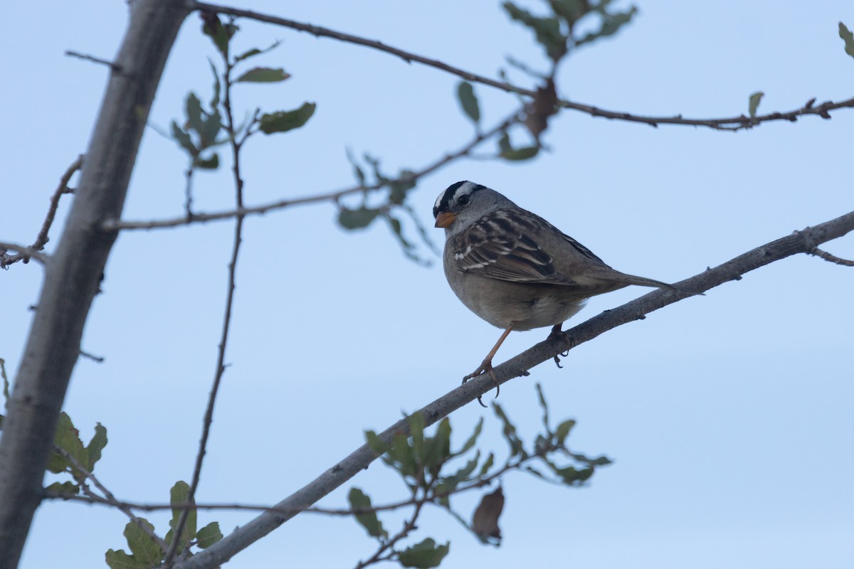 White-crowned Sparrow - ML639974018