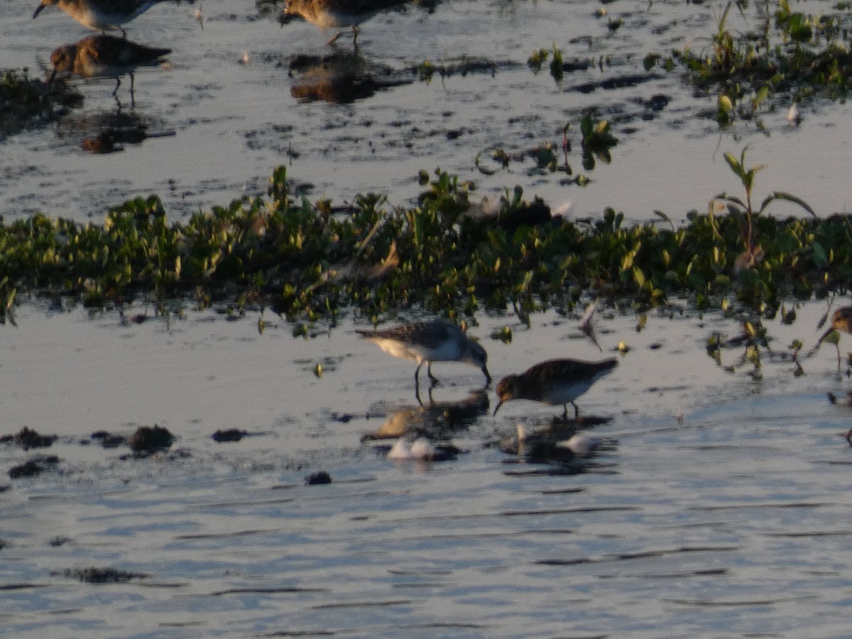 Semipalmated Sandpiper - ML639974040