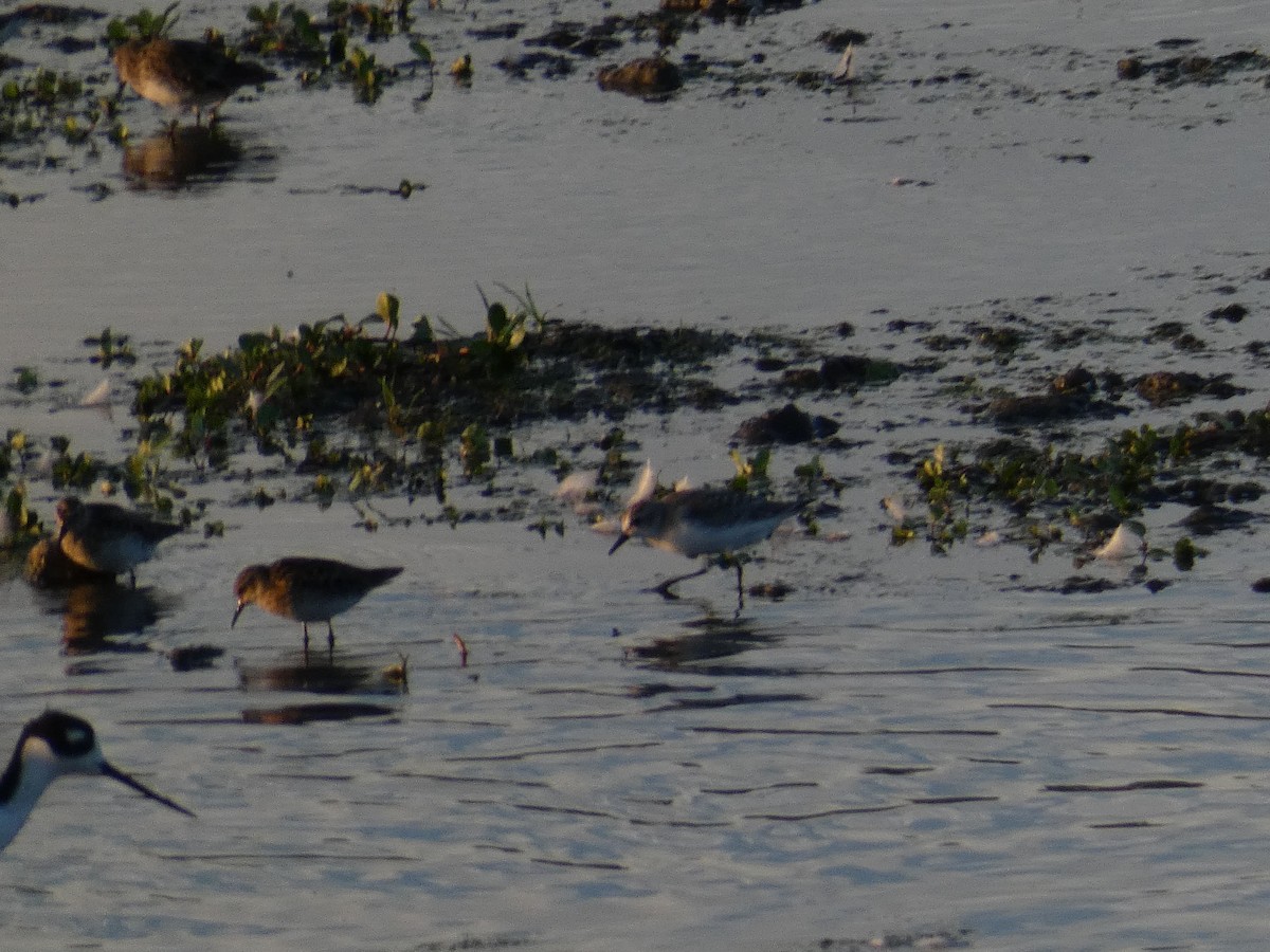 Semipalmated Sandpiper - ML639974041