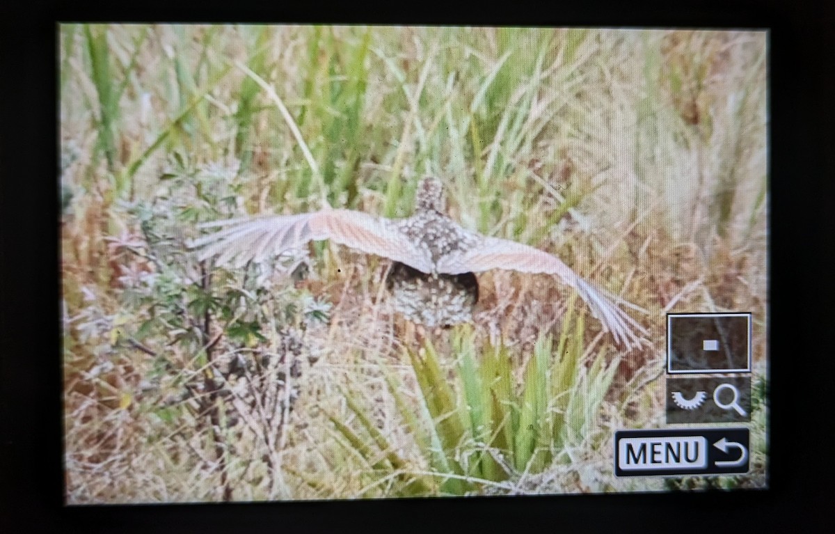 Tinamou curvirostre - ML639974043