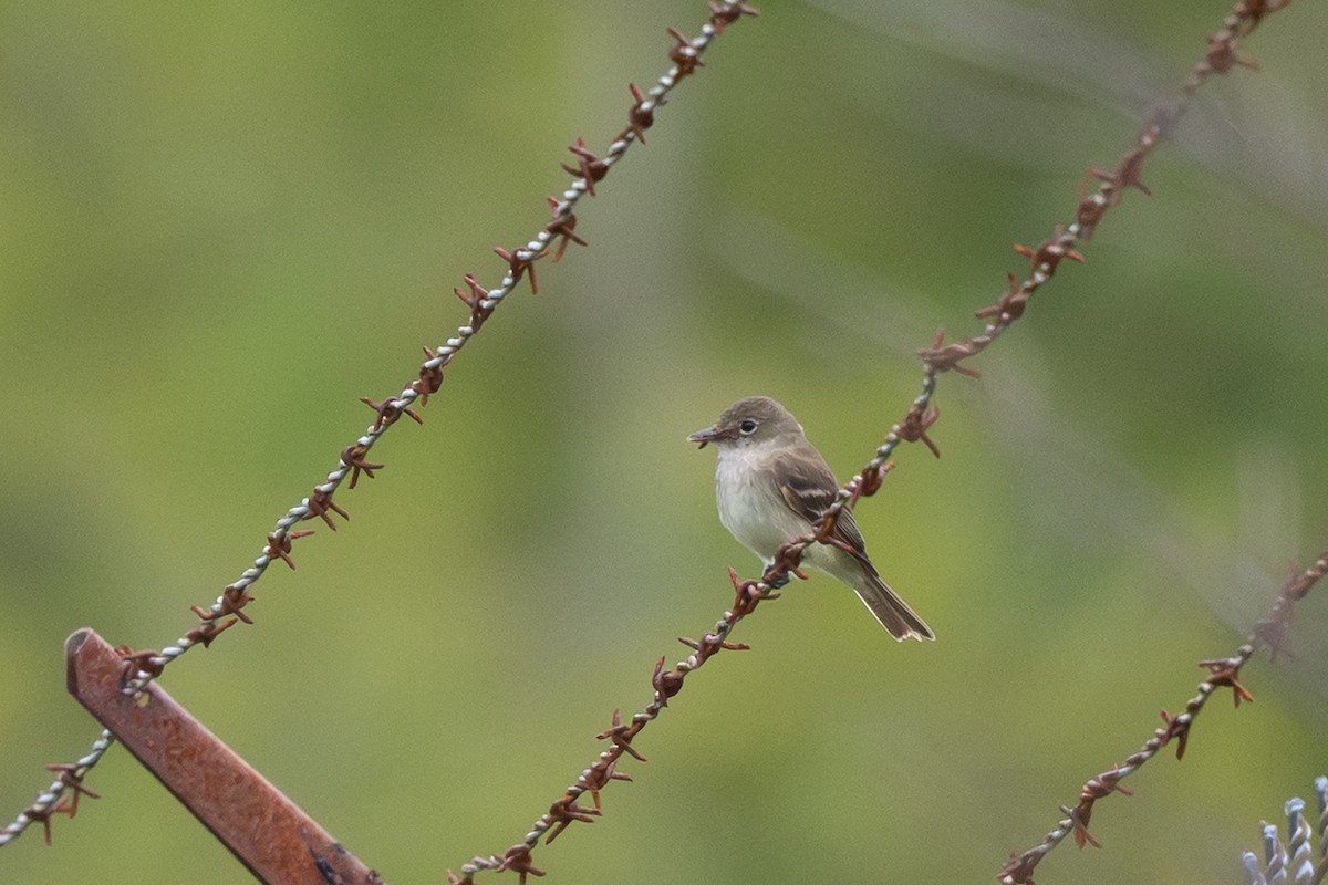 Alder Flycatcher - ML639974091