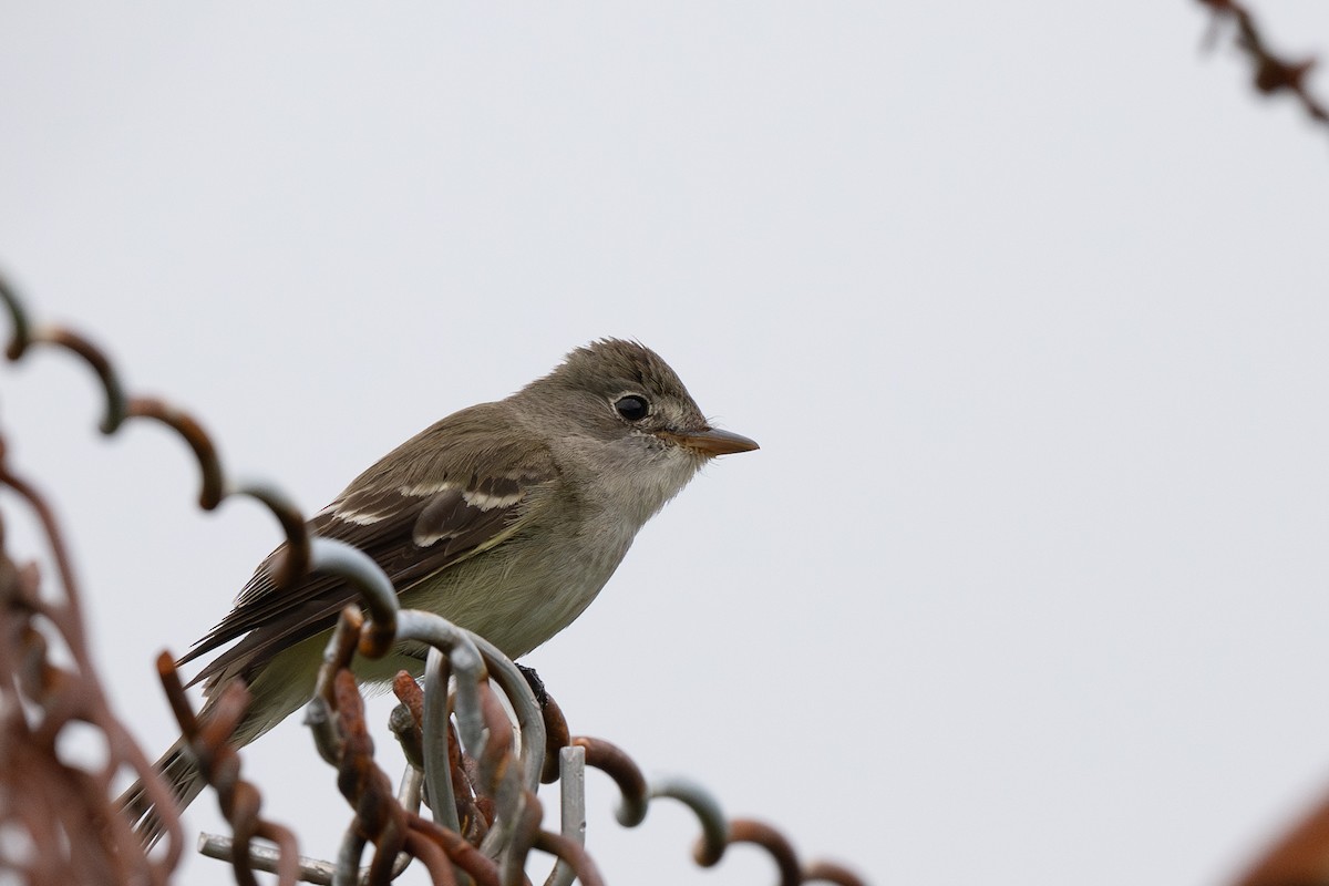 Alder Flycatcher - ML639974097