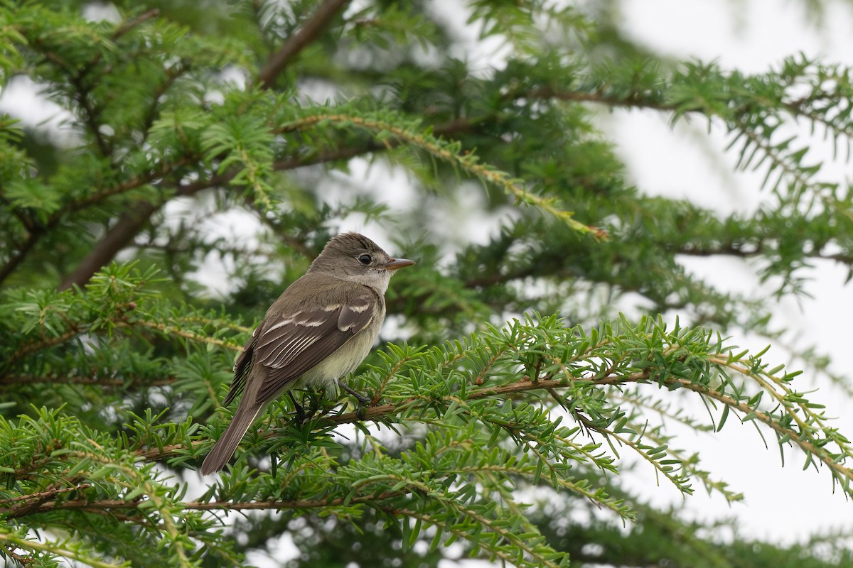 Alder Flycatcher - ML639974098