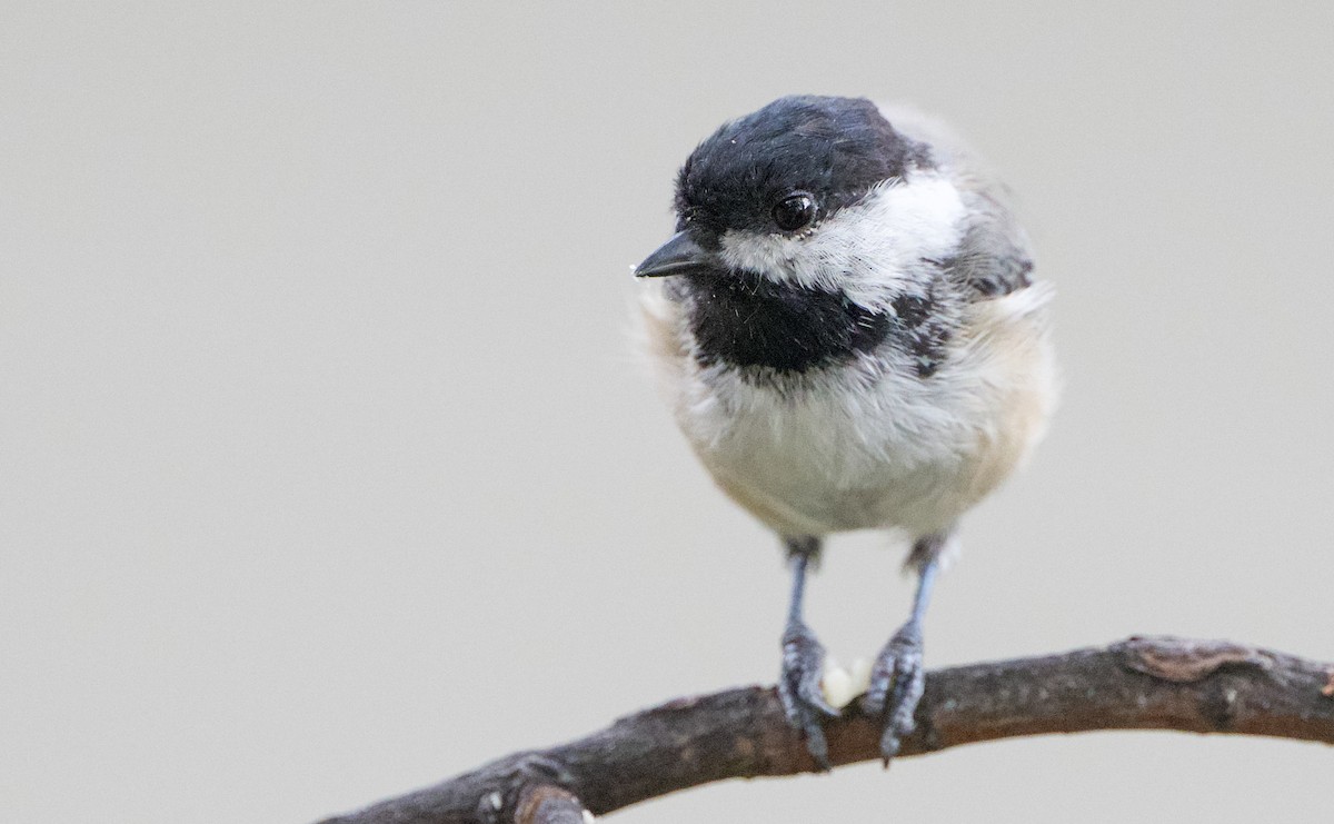 Black-capped Chickadee - ML639974127