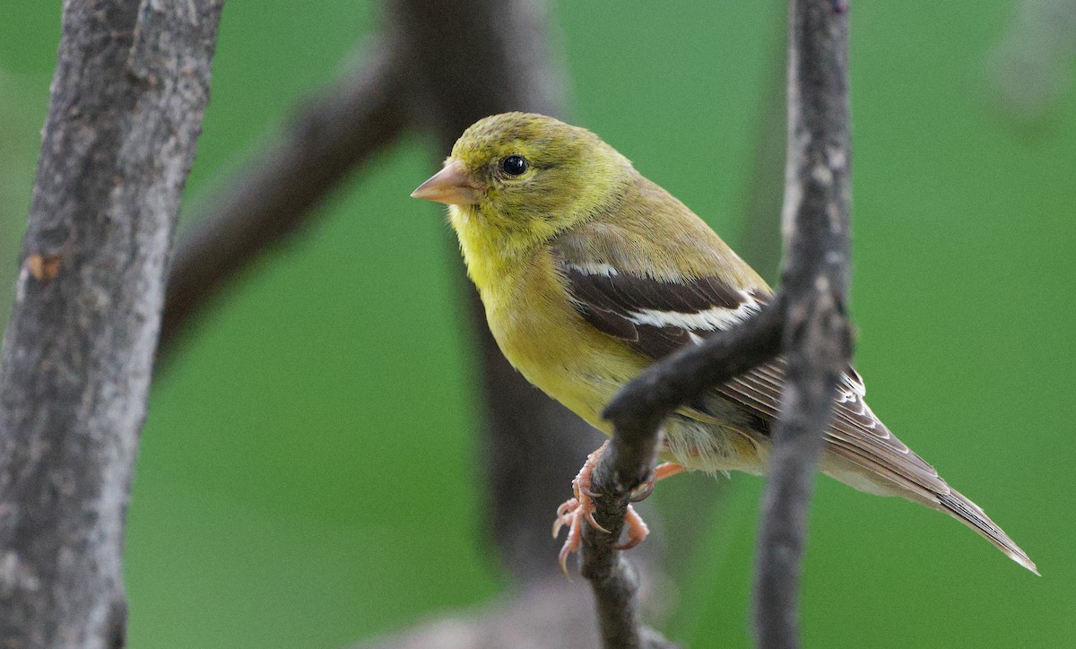 American Goldfinch - ML639974138
