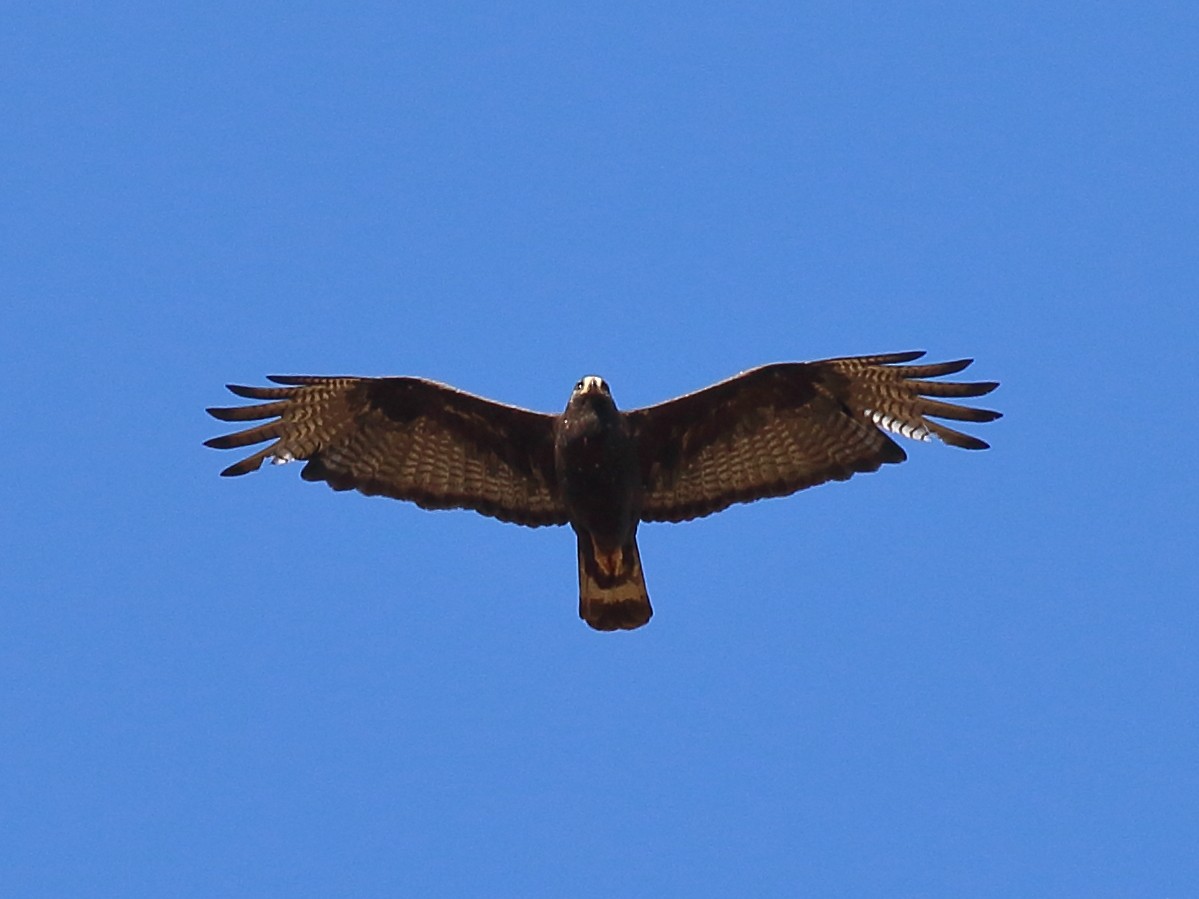 Zone-tailed Hawk - ML639974201