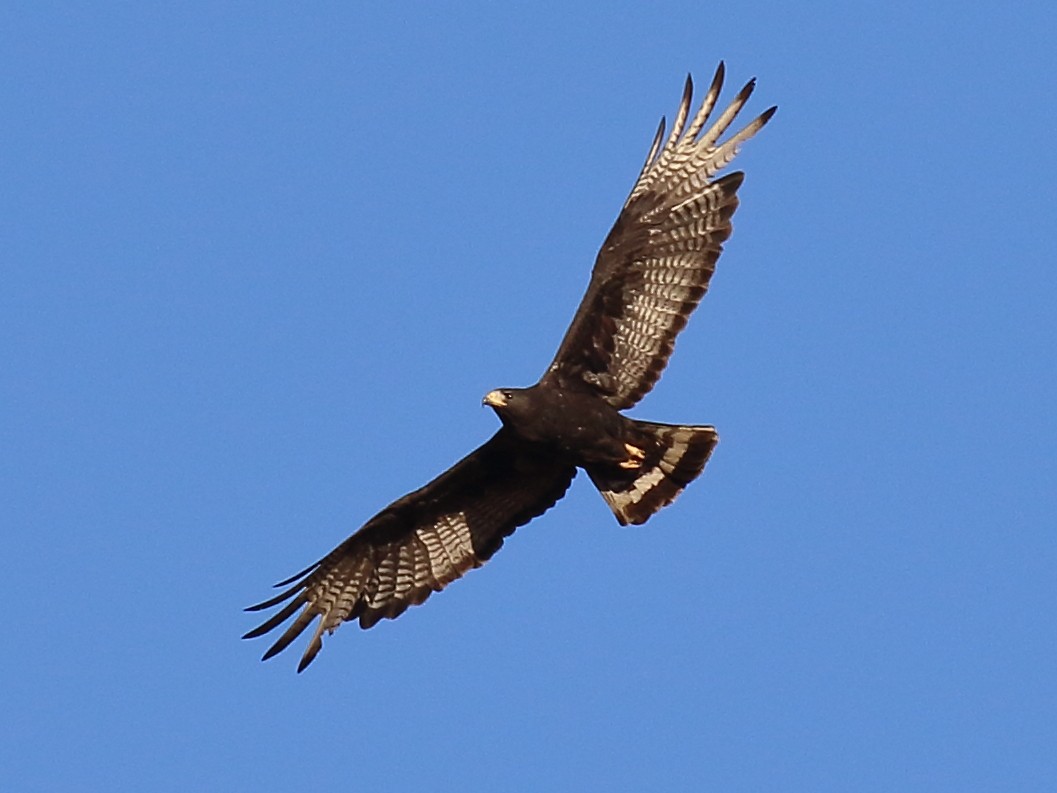 Zone-tailed Hawk - ML639974202