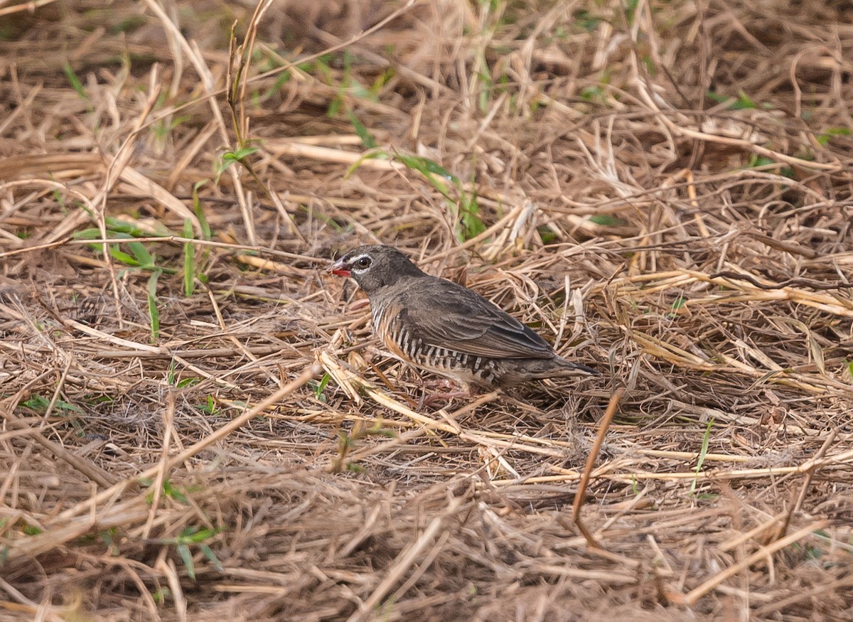 Quailfinch - ML639974233