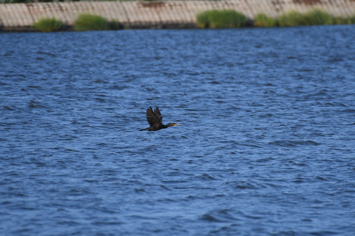 Double-crested Cormorant - ML639974327