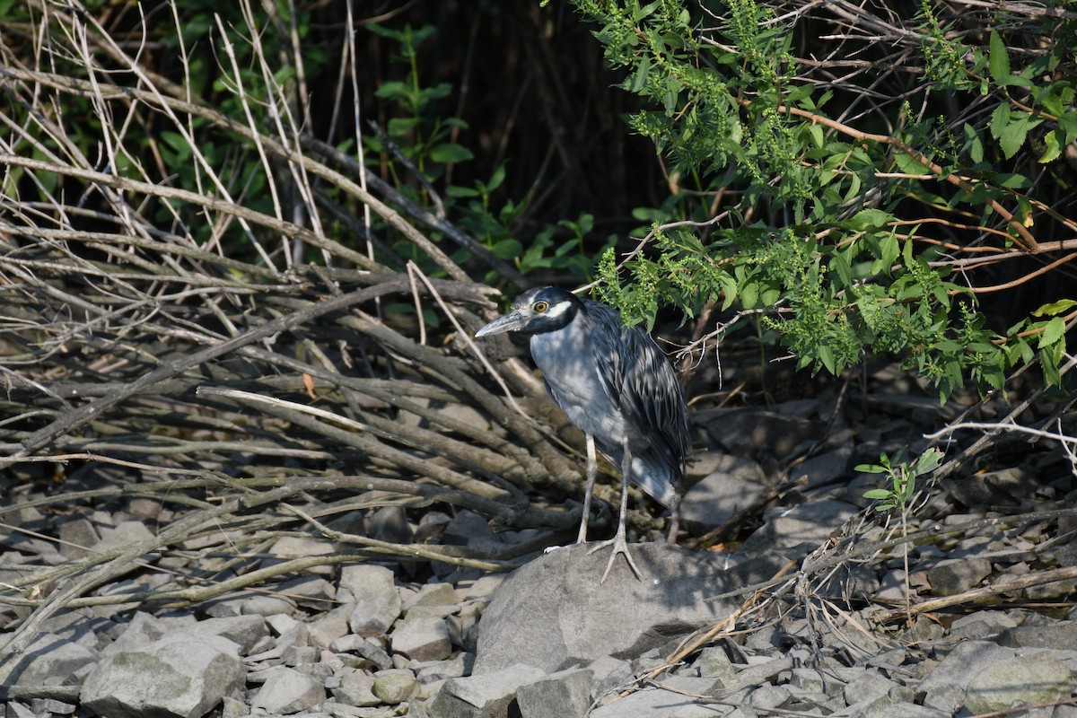 Yellow-crowned Night Heron - ML639974328