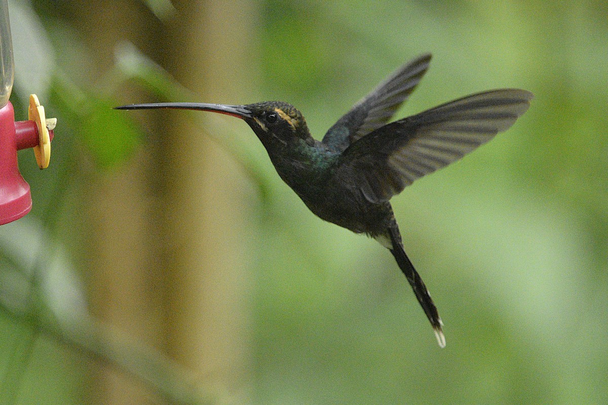 Smaragdschattenkolibri - ML639974329