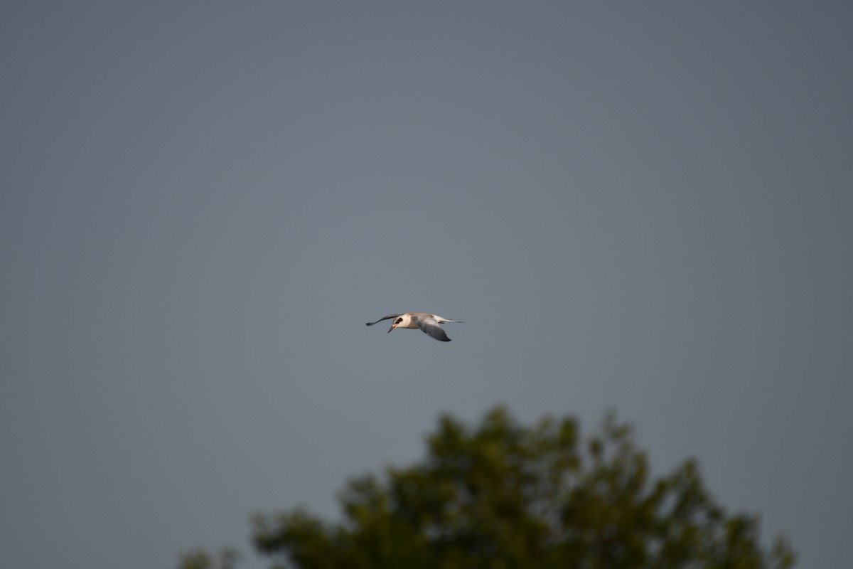 Forster's Tern - ML639974330