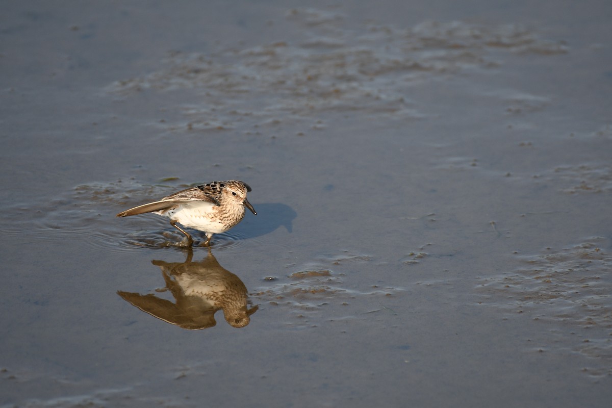 Semipalmated Sandpiper - ML639974333
