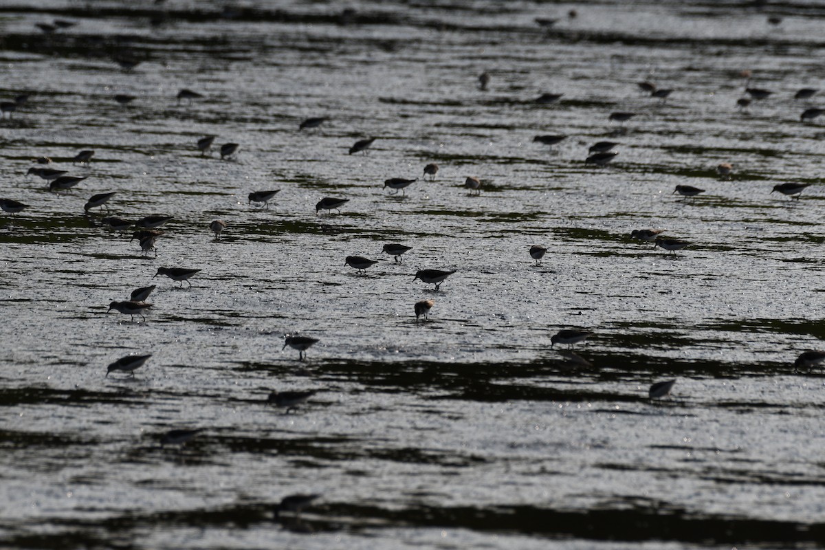 Semipalmated Sandpiper - ML639974334