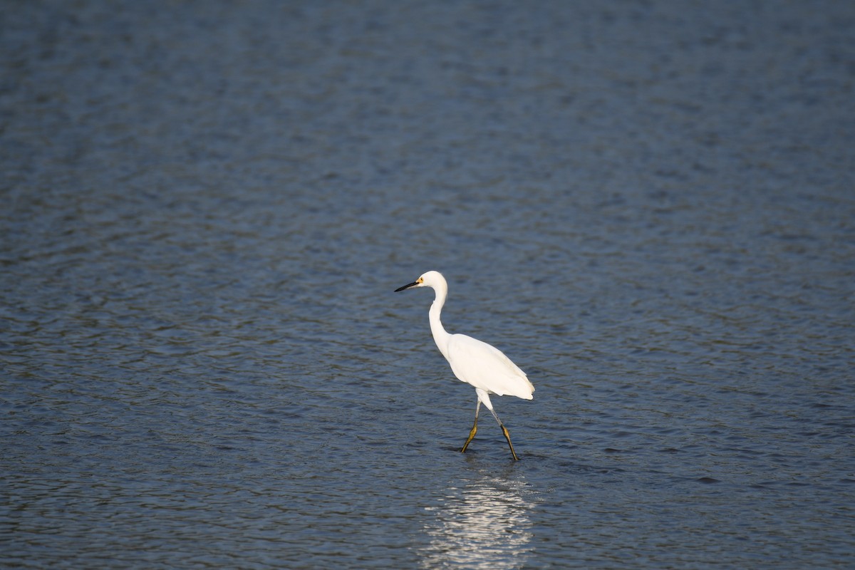 Snowy Egret - ML639974338