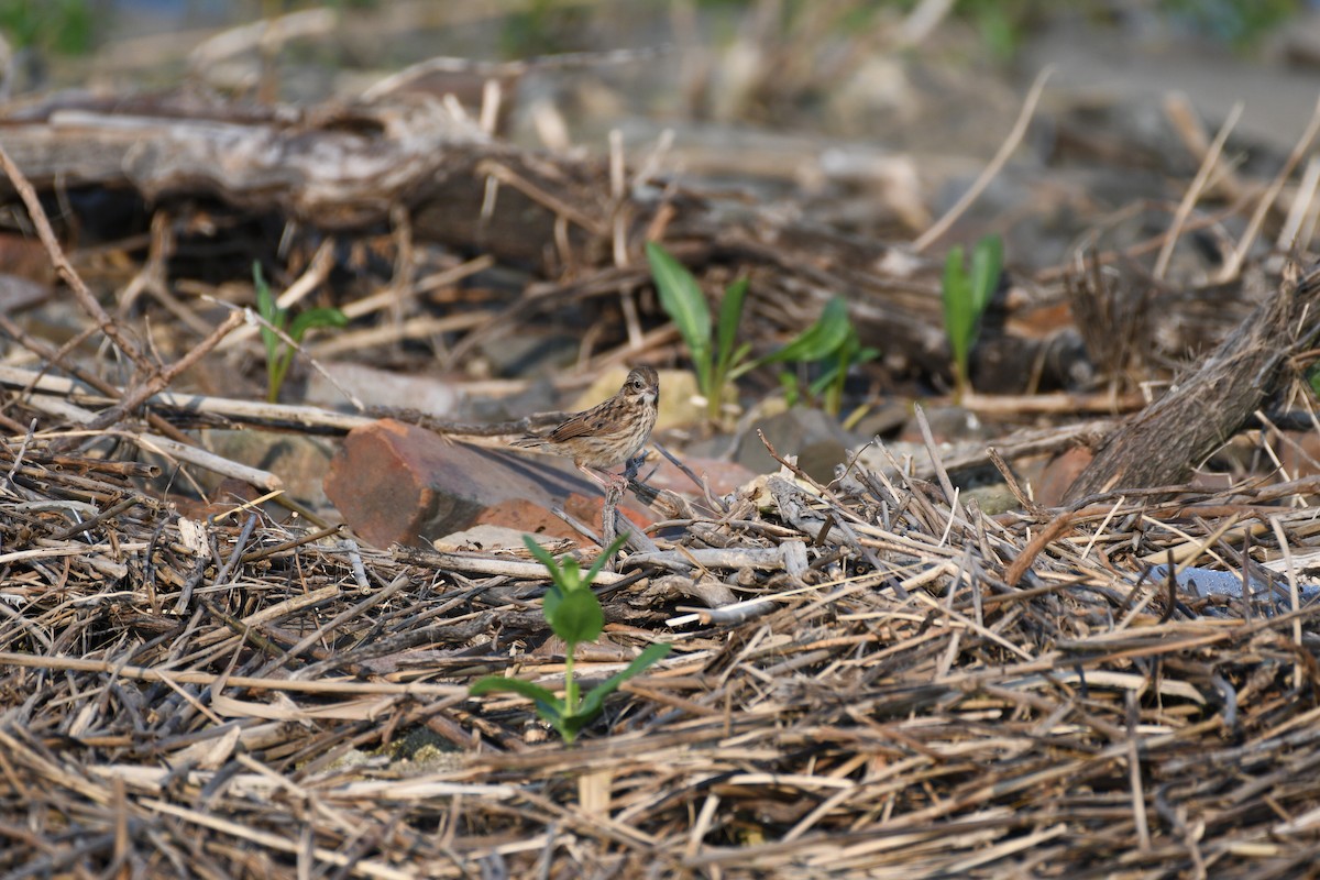 Song Sparrow - ML639974340