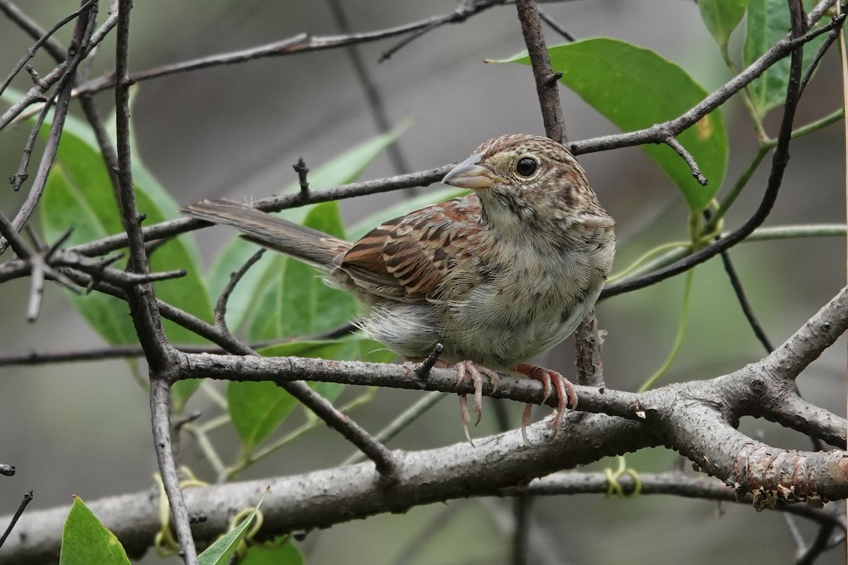 Bachman's Sparrow - Milton Hobbs