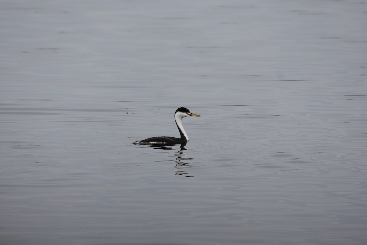 Western Grebe - Shane Guenin