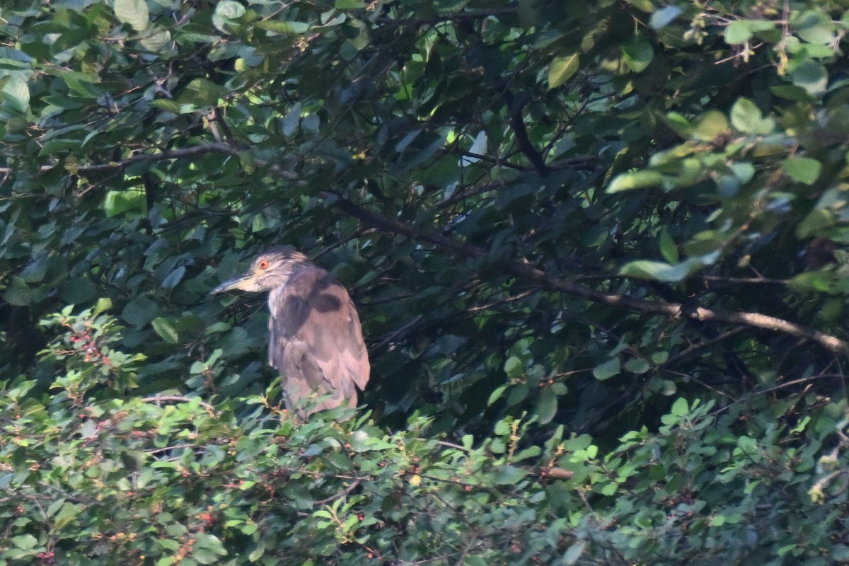 Black-crowned Night Heron - Joseph Sefter