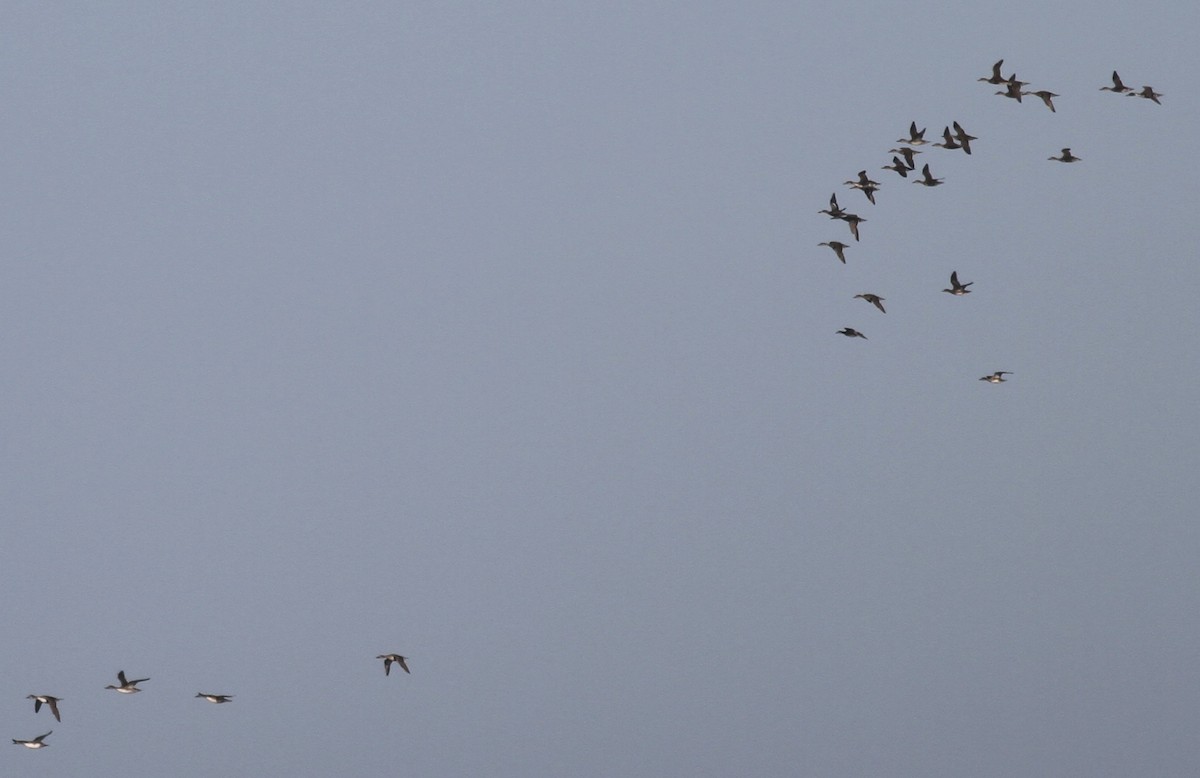 Northern Pintail - ML63997441