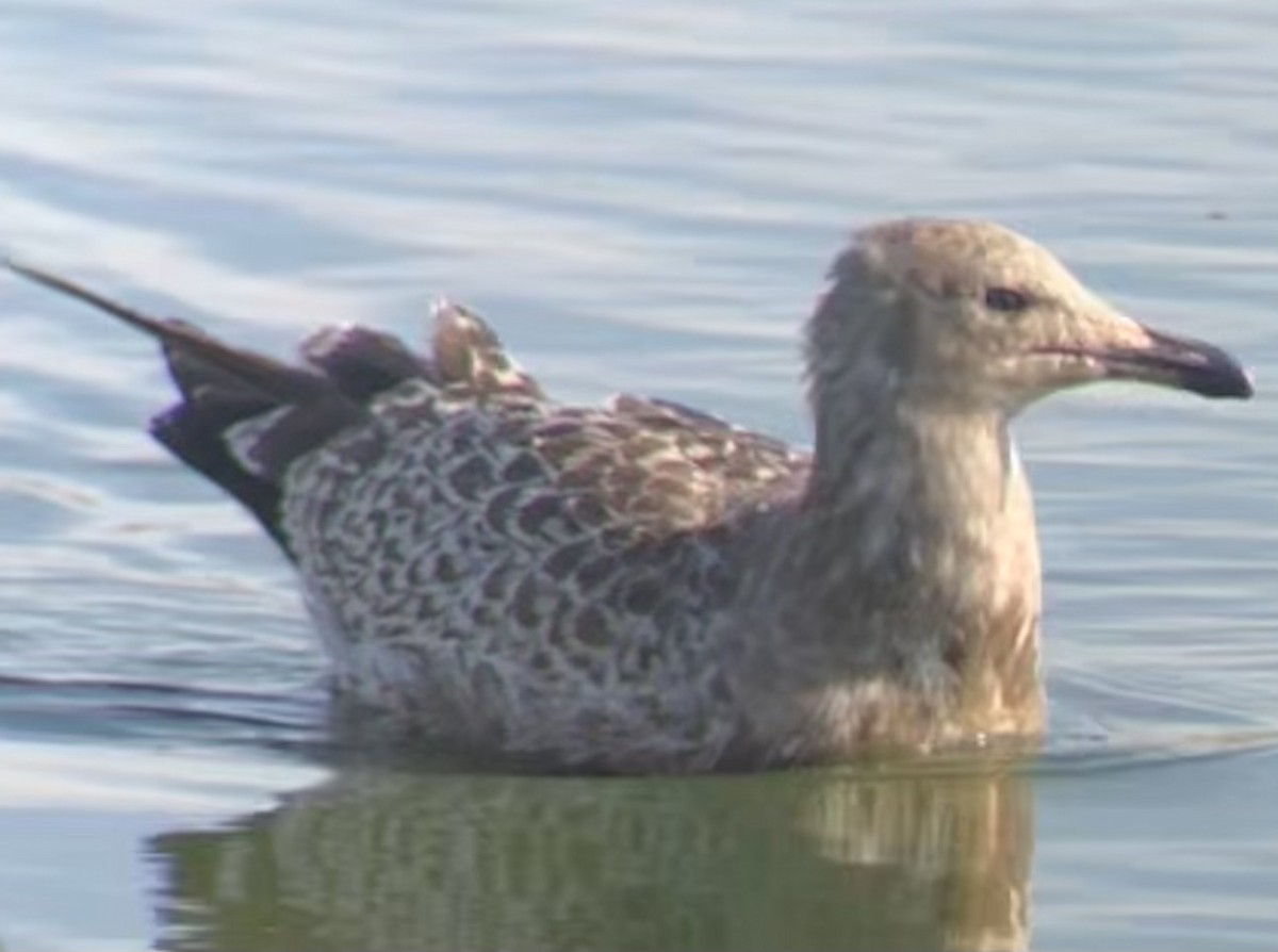 California Gull - ML639974484