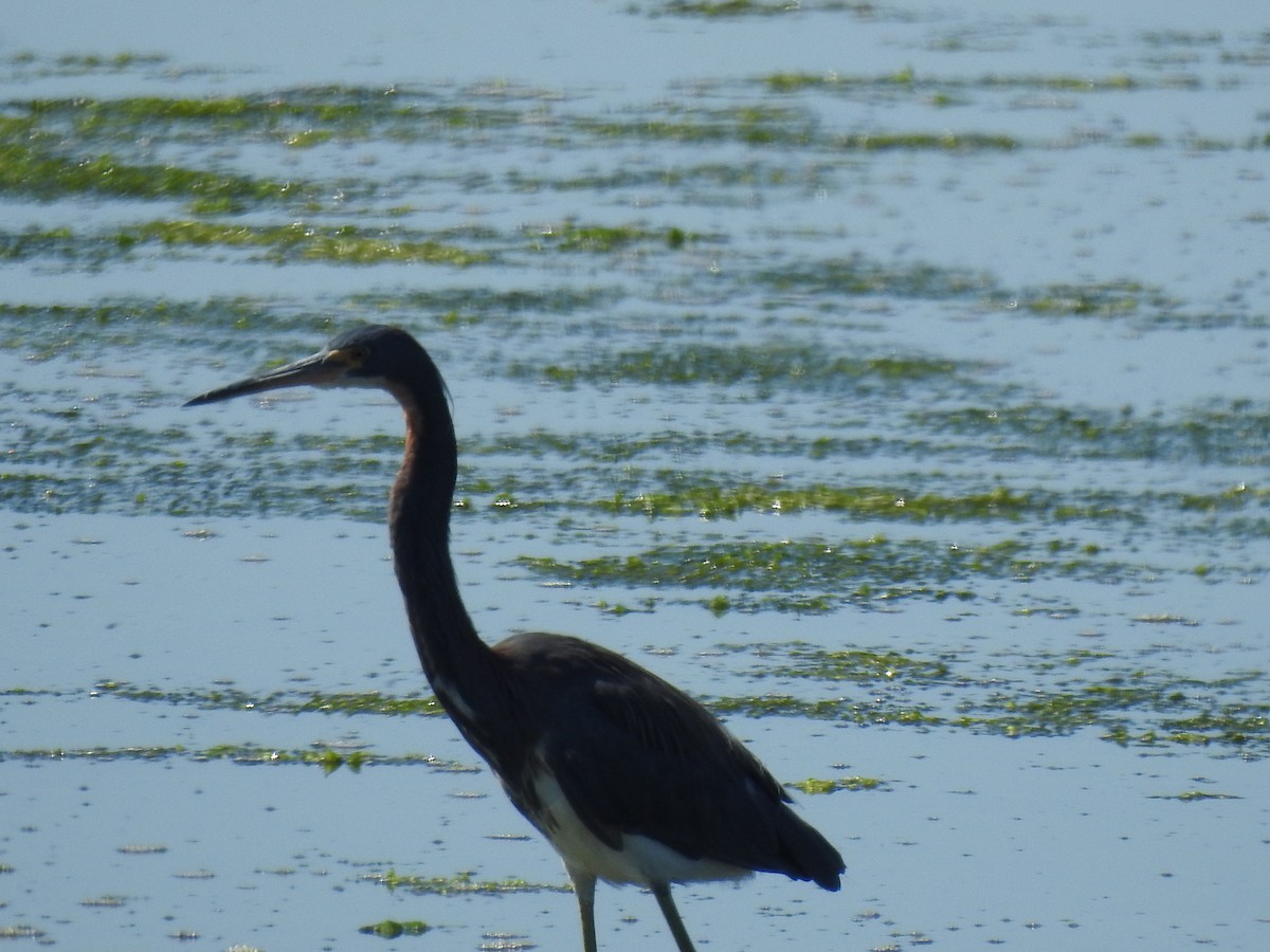 Tricolored Heron - ML639974506