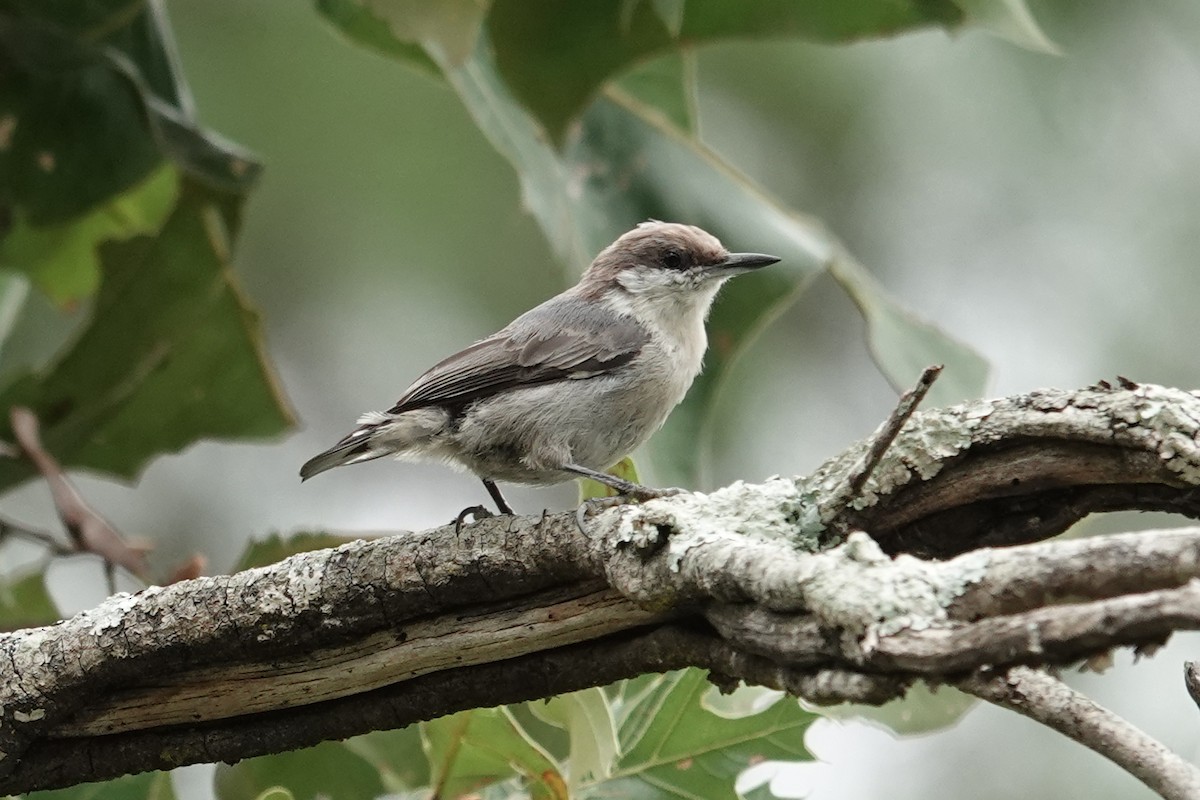 Brown-headed Nuthatch - ML639974539