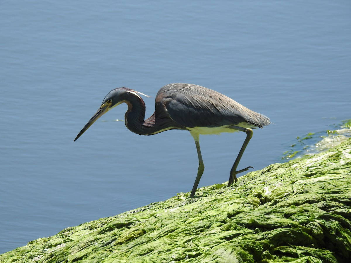 Tricolored Heron - ML639974550