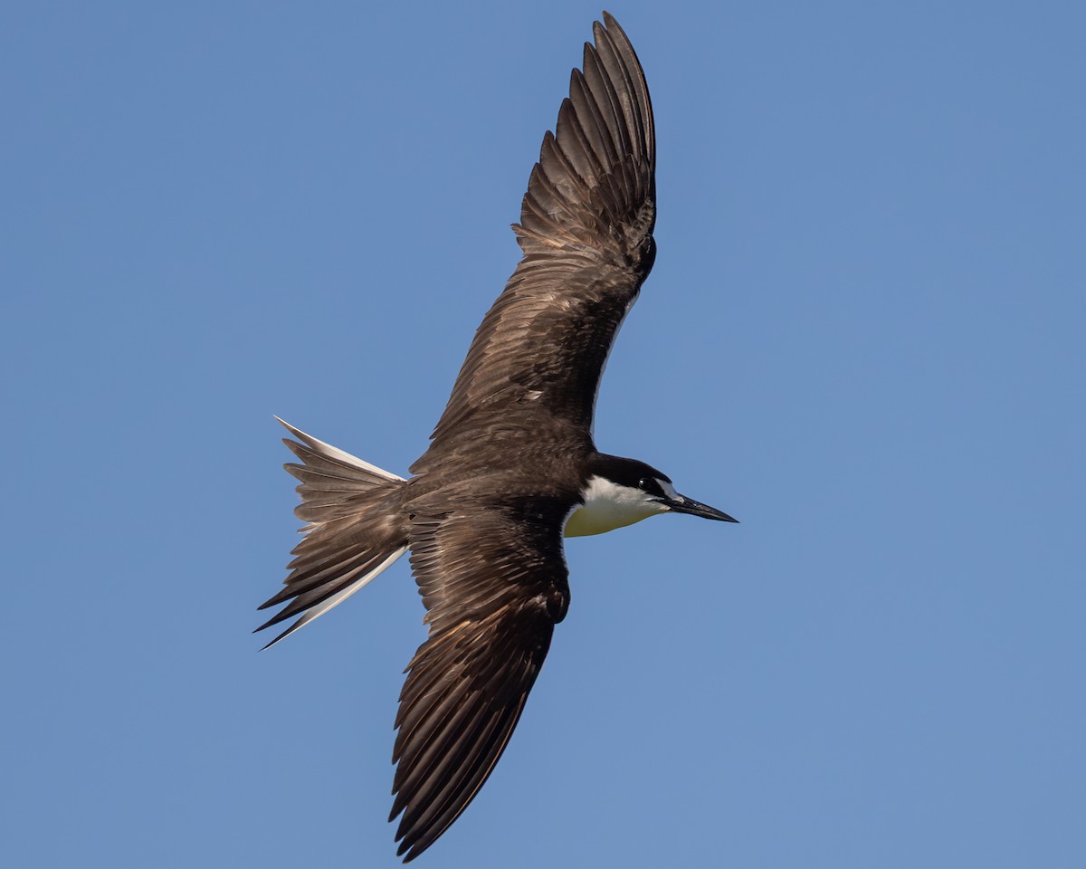 Sooty Tern - ML639974633