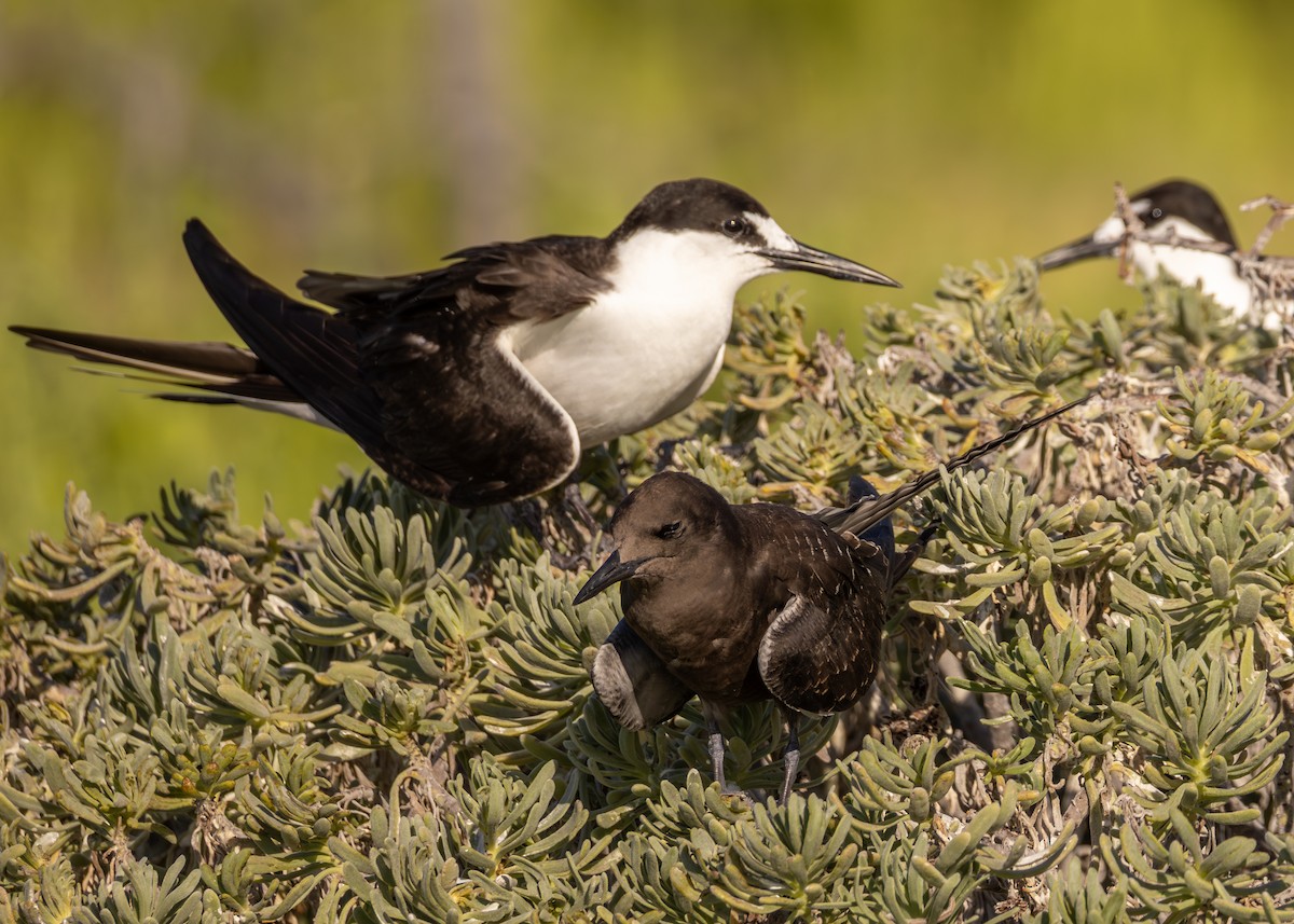 Sooty Tern - ML639974634