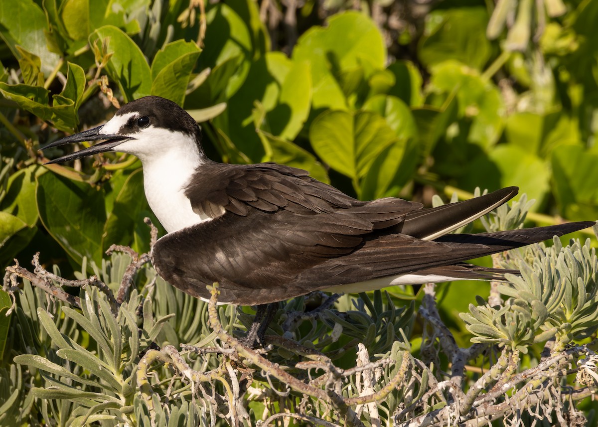 Sooty Tern - ML639974635