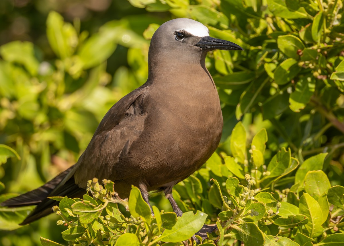 Brown Noddy - ML639974640
