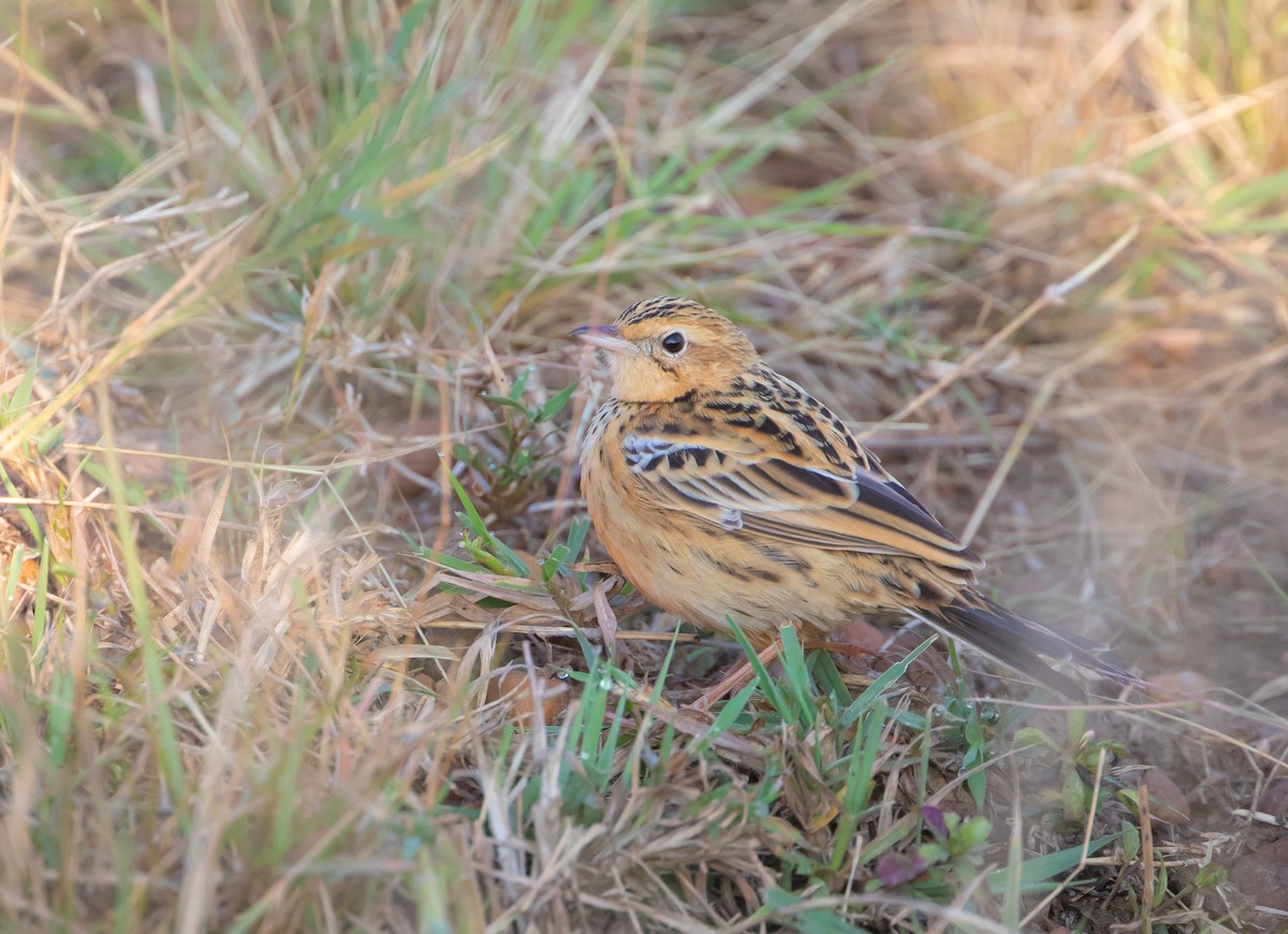 Rosy-throated Longclaw - ML639974656