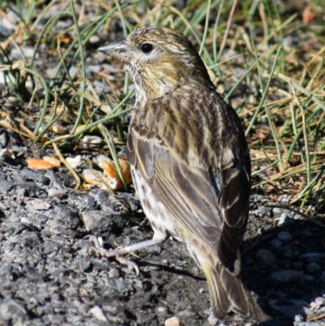 Pine Siskin - ML639974704