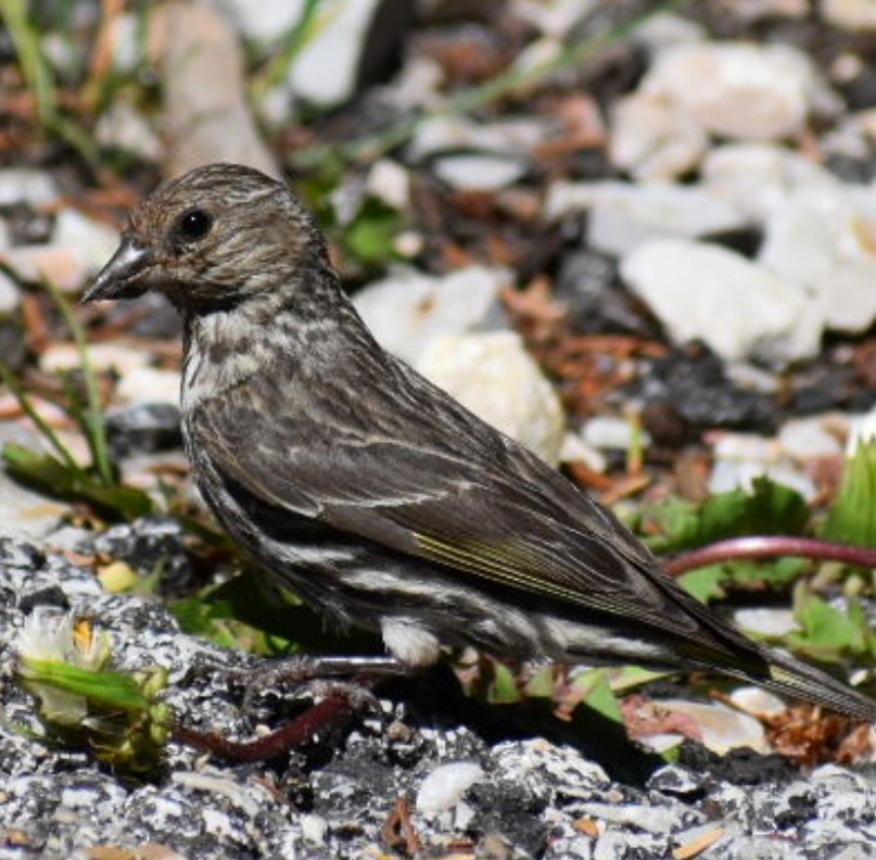 Pine Siskin - ML639974705
