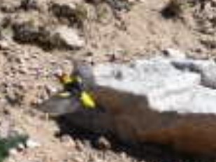 Western Tanager - ML639974716