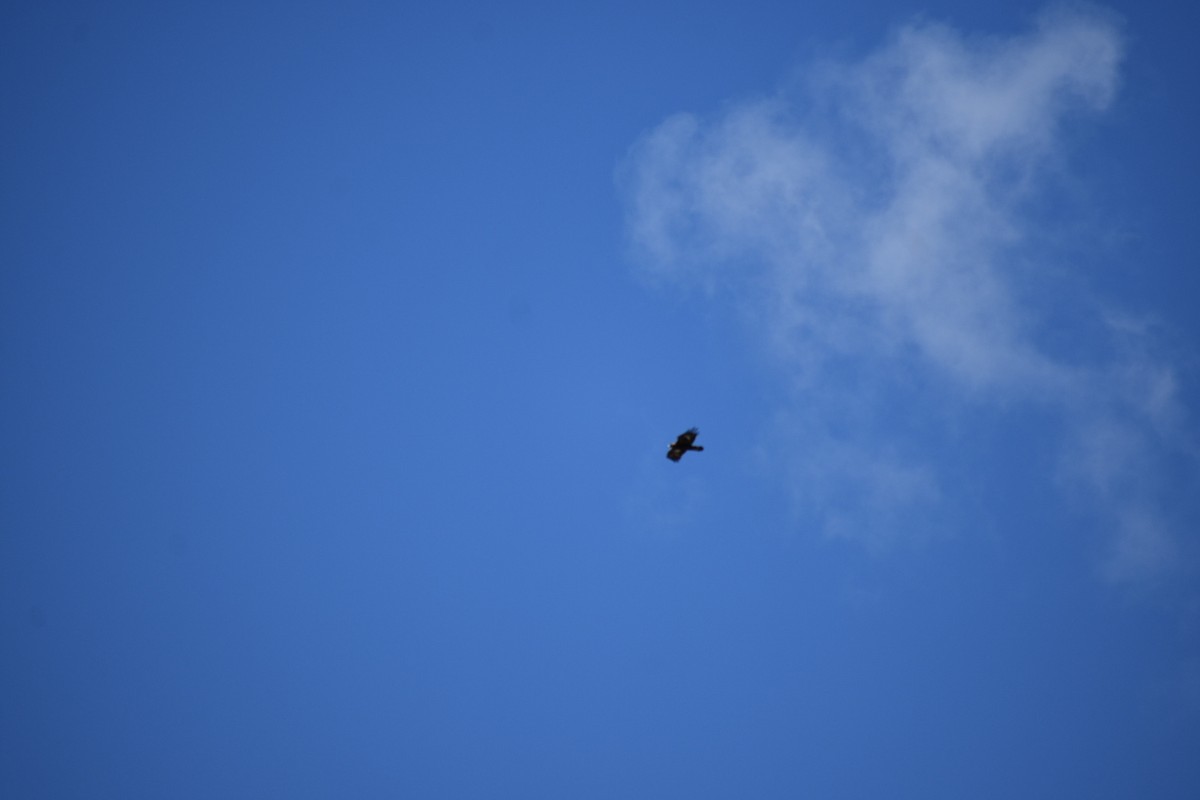 Golden Eagle - ML639974730