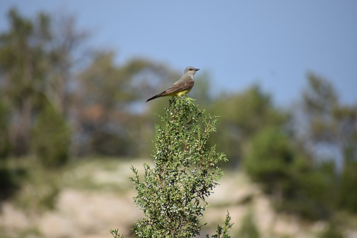 Western Kingbird - ML639974746