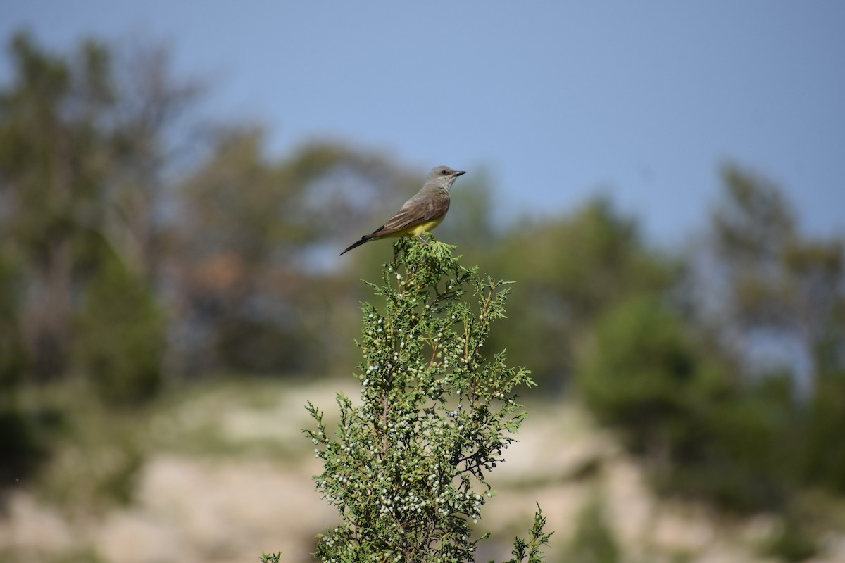 Western Kingbird - ML639974747