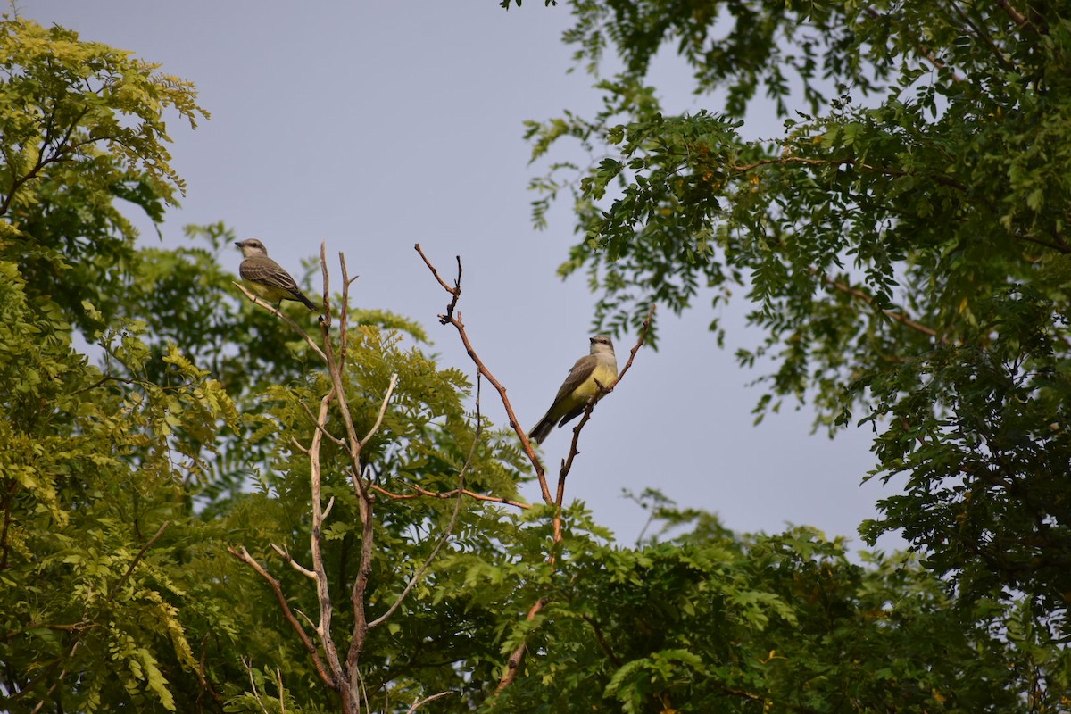 Western Kingbird - ML639974748