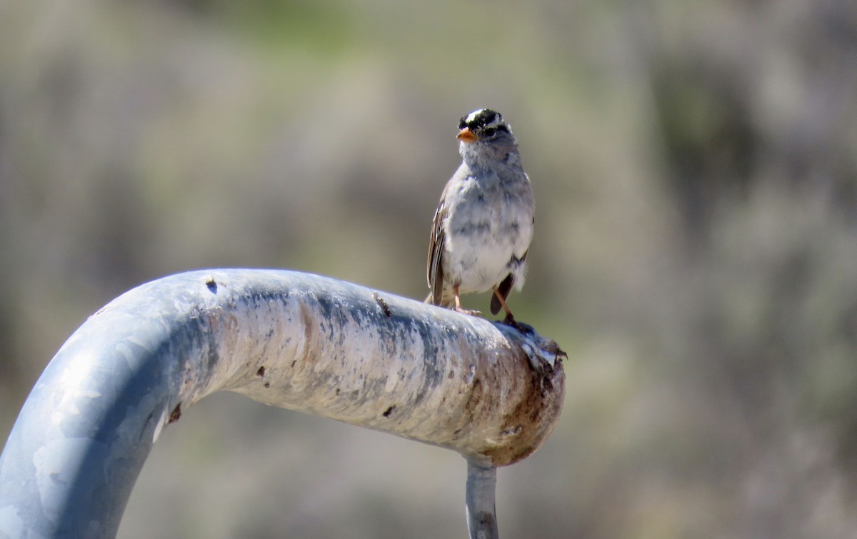 White-crowned Sparrow - ML639974831