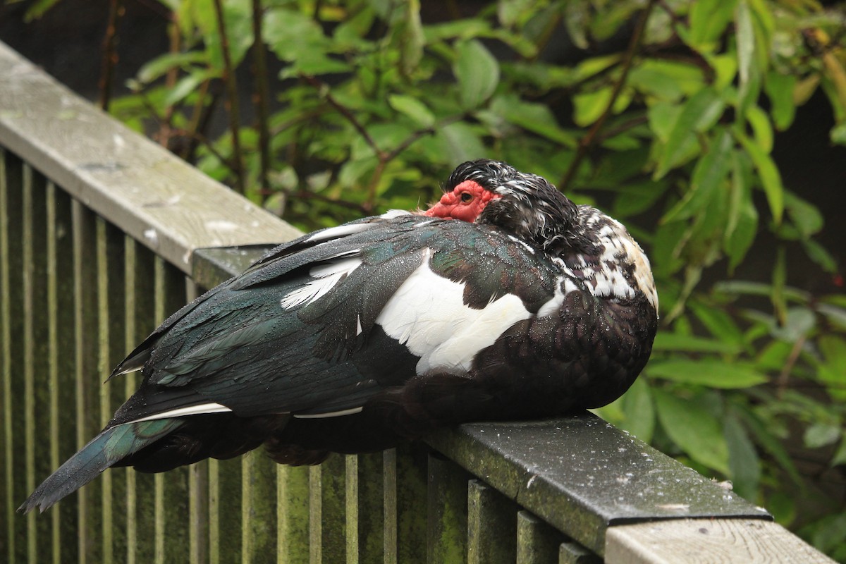Muscovy Duck (Domestic type) - ML639974835