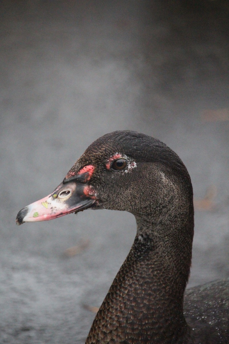 Muscovy Duck (Domestic type) - ML639974838
