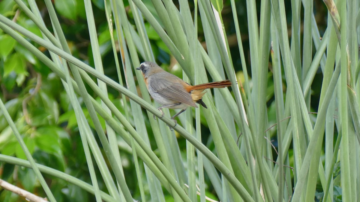 Cape Robin-Chat - ML639974839