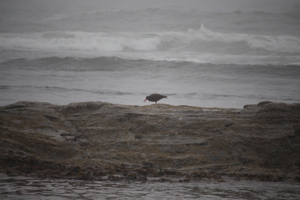 Black Oystercatcher - ML639974845