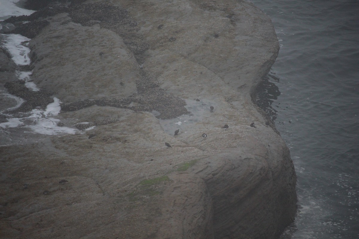 Black Turnstone - ML639974851