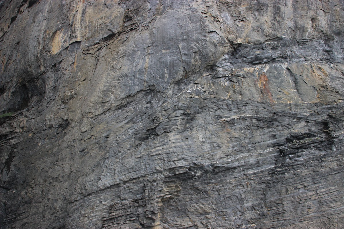 Wallcreeper - ML639974852